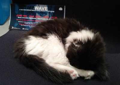 tw-kitten